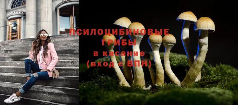 купить наркоту  Велиж  Галлюциногенные грибы Magic Shrooms 